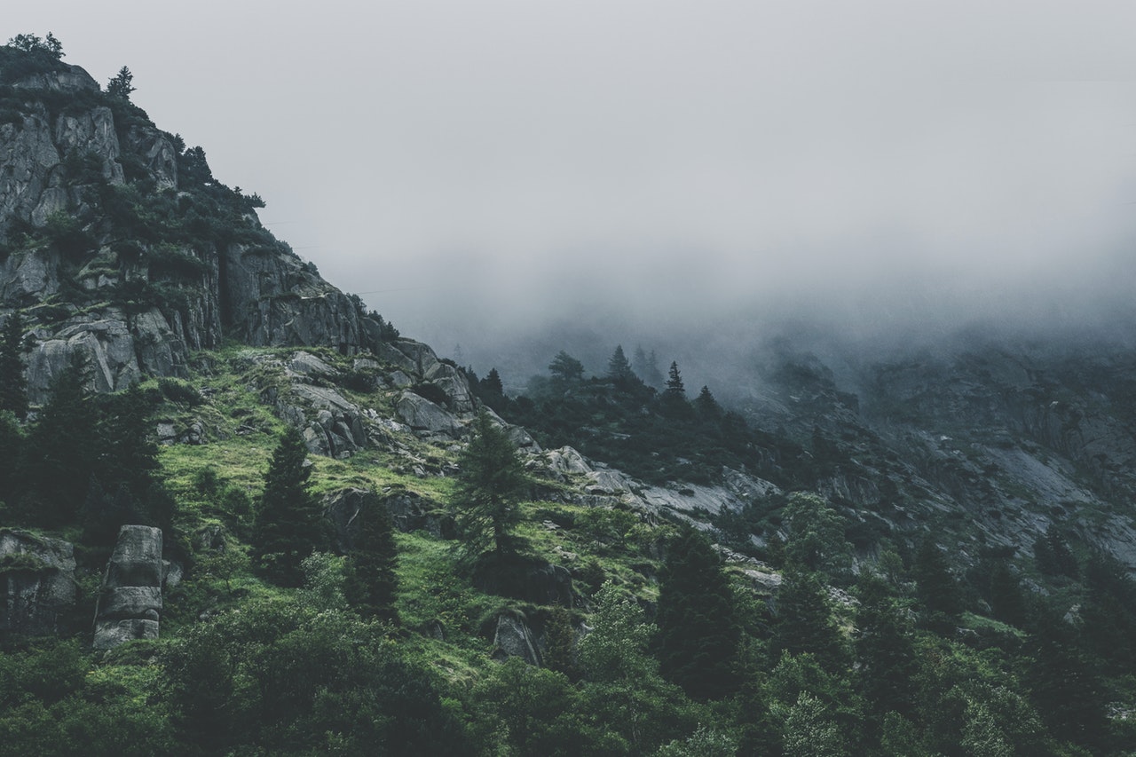 Oferta Green Leafed Trees During Fog Time 167684 1